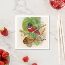Beaux Oiseaux Colorful Illustration Vintage