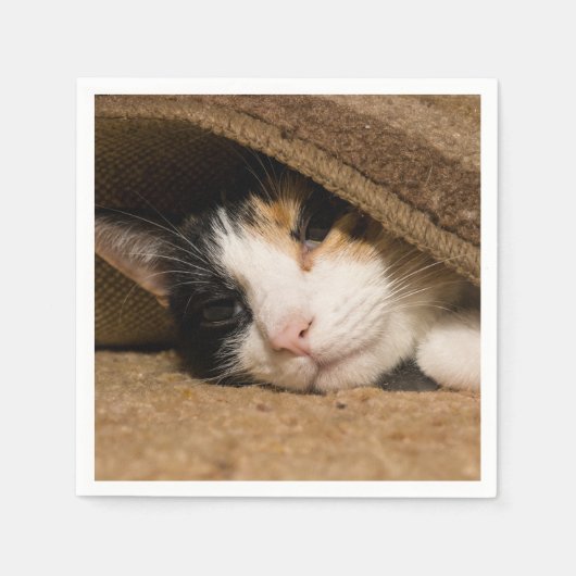 Serviette En Papier Calico Sous Le Tapis (Devant)