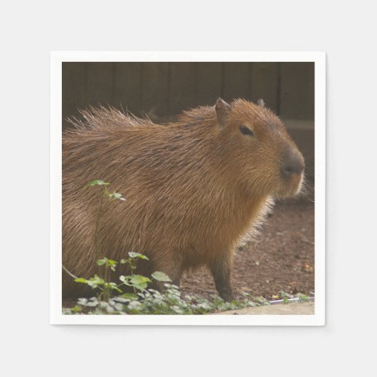 Serviette En Papier Capybara (Devant)