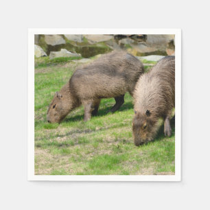 Serviette En Papier Capybara hydrochaeris