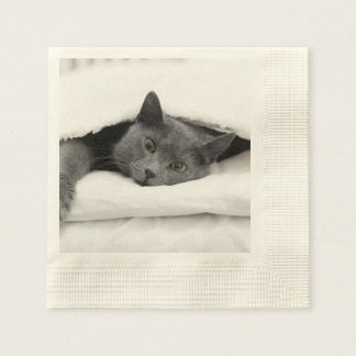 Serviette En Papier Chat gris sous couverture blanche