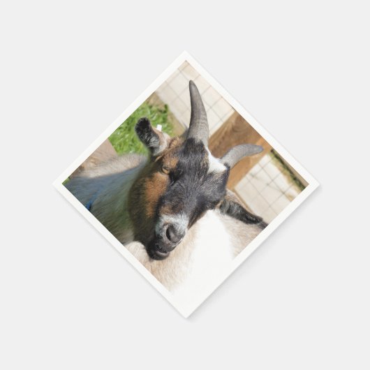 SERVIETTE EN PAPIER CHÈQUE CUTE (Coin)