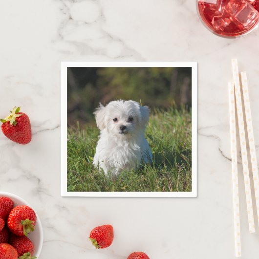 Serviette En Papier chiot maltais dans l'herbe (En situation)