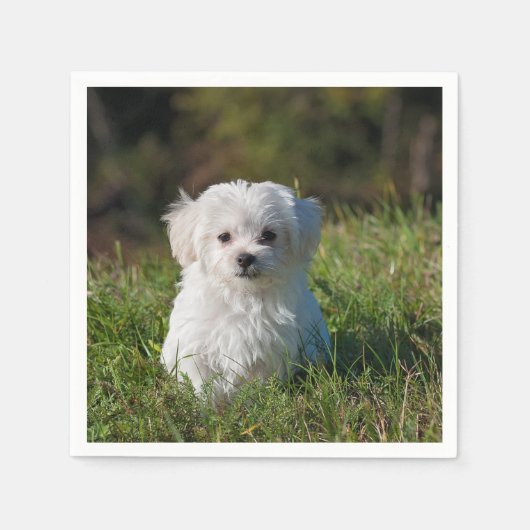 Serviette En Papier chiot maltais dans l'herbe (Devant)