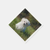 Serviette En Papier chiot maltais dans l'herbe (Coin)