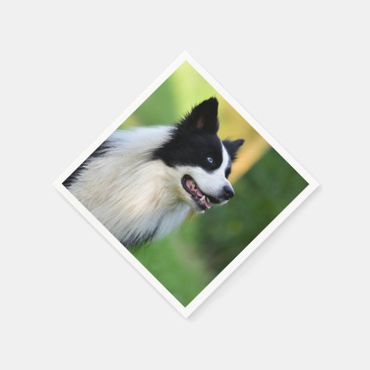 Serviette En Papier Collie Chien noir et blanc (Coin)