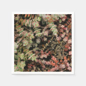 Serviette En Papier Crassula perforata (Devant)