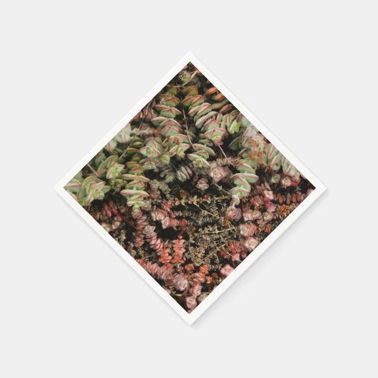 Serviette En Papier Crassula perforata (Coin)