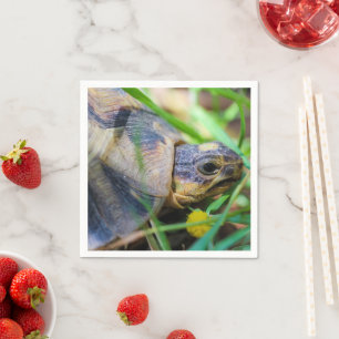 Serviette En Papier Cute Angulate Tortoise Afrique du Sud