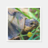 Serviette En Papier Cute Angulate Tortoise Afrique du Sud (Devant)