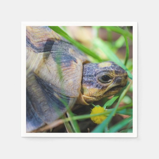 Serviette En Papier Cute Angulate Tortoise Afrique du Sud (Devant)