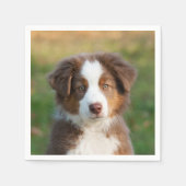 Serviette En Papier Cute Red Tri Australian Shepherd Chien Chien Puppy (Devant)