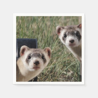 Deux furets