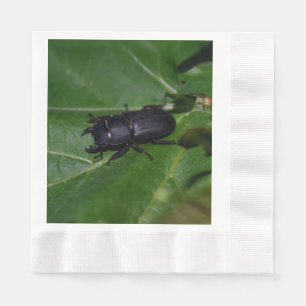 Serviette En Papier Dorcus parallelipipedus, le moindre dendroctone du
