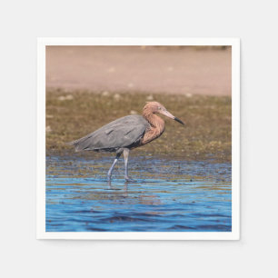 Serviette En Papier Egret rouge sur North Beach