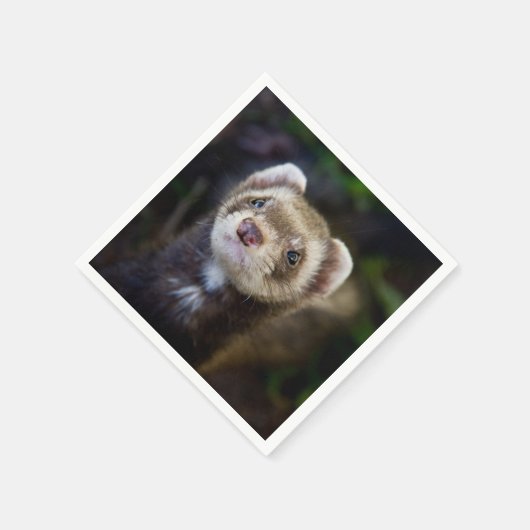 Serviette En Papier Ferret (Coin)