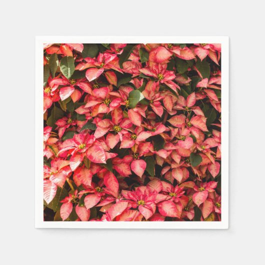 Serviette En Papier Fleur de Noël rouge "Poinsettia" (Devant)