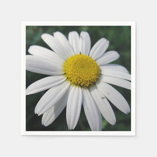 Serviette En Papier Gros Blancs (Devant)