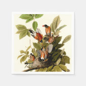 Serviette En Papier Illustration Audubon American Robin Wildlife Bird (Devant)