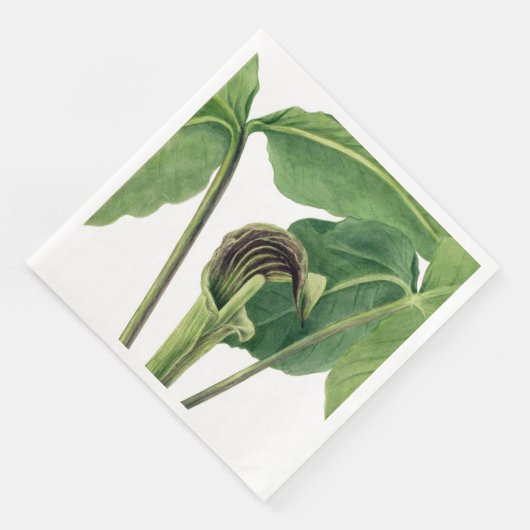 SERVIETTE EN PAPIER ILLUSTRATION BOTANIQUE RÉTRO : JACK DANS LA PULPTE (Coin)