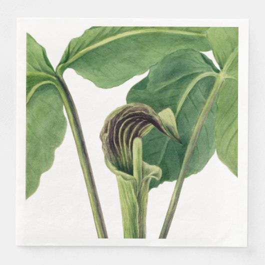 SERVIETTE EN PAPIER ILLUSTRATION BOTANIQUE RÉTRO : JACK DANS LA PULPTE (Devant)