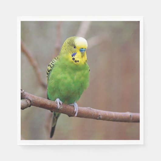Serviette En Papier Jolie photo Green Budgie (Devant)