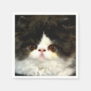 Serviette En Papier jolie photo noir blanc chaton chat ragdoll