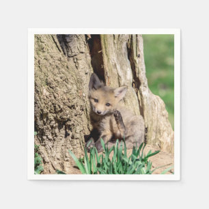 Serviette En Papier Kit Fox dans la vallée de l'Hudson