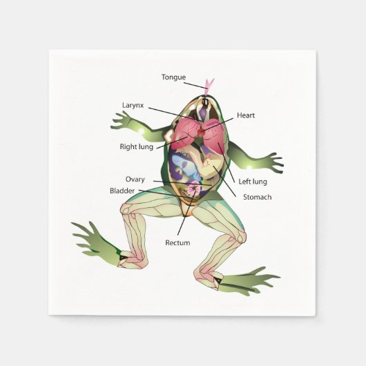 Serviette En Papier L'anatomie de la grenouille (Devant)