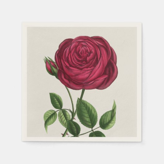 Serviette En Papier Lithographie de rose antique, François-Frédéric Gr (Devant)