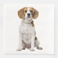 Mariage de chien de race Beagle chiot Fête de mari