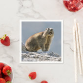 Serviette En Papier Marmotte alpine sur roche (En situation)