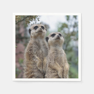 Serviette En Papier Meerkat-Dreamteam