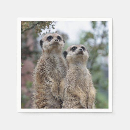 Serviette En Papier Meerkat-Dreamteam (Devant)