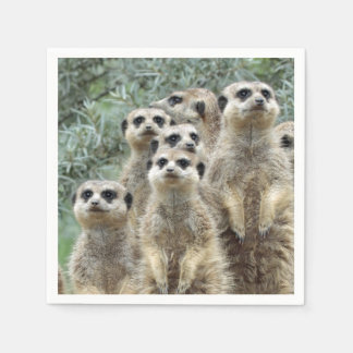 Serviette En Papier Meerkat-Group 001