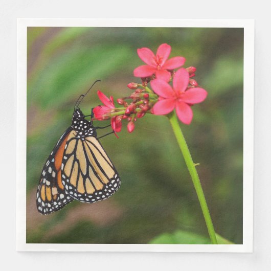 Serviette En Papier Monarque sur les fleurs de Penta (Devant)