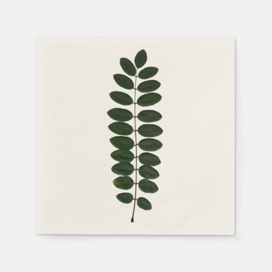 Serviette En Papier Napkin feuille Acacia (Devant)