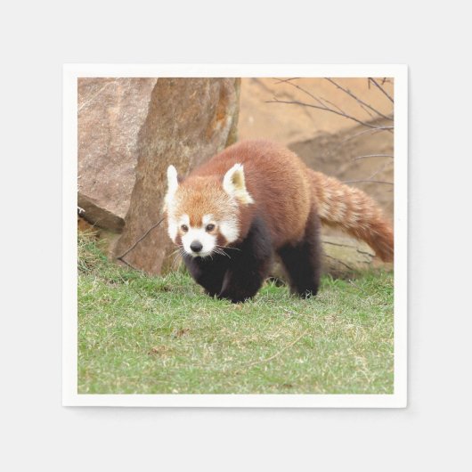 Serviette En Papier Napkins Panda rouge photo, animaux 0461. (Devant)