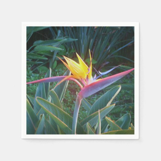 Serviette En Papier *Oiseau de Paradis* Cocktails serviettes (Devant)