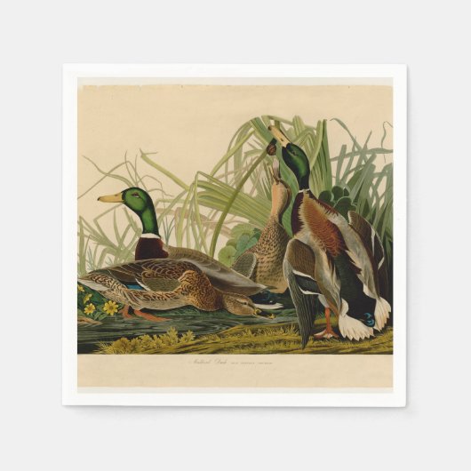 Serviette En Papier Peinture d'oiseaux de Mallard Duck Audubon (Devant)