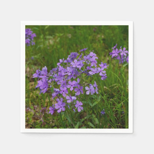 Serviette En Papier Phlox bleu sauvage (Devant)