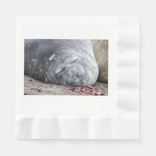 Serviette En Papier Phoque d'éléphant dormant (Devant)