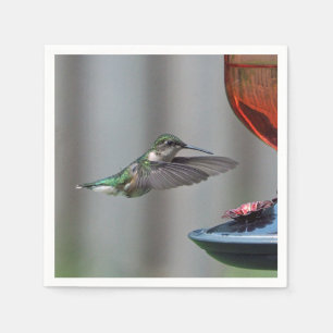 Serviette En Papier Photo d'alimentation rouge des colibris
