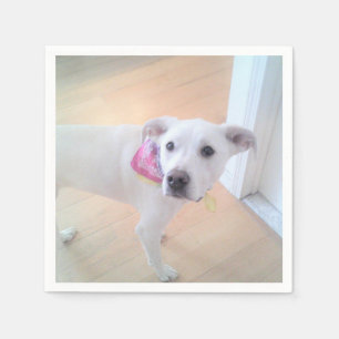 Serviette En Papier Photo de mignon blanc chiot blanc visage