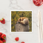 Serviette En Papier photo fox dormant (En situation)