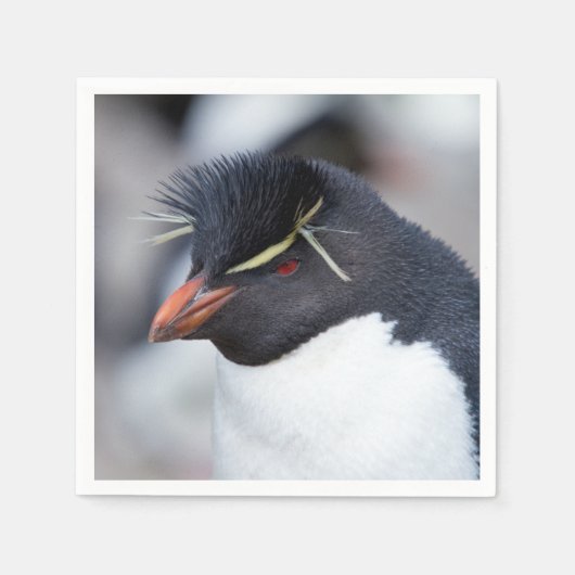 Serviette En Papier Pingouin du sud de Rockhopper (Devant)