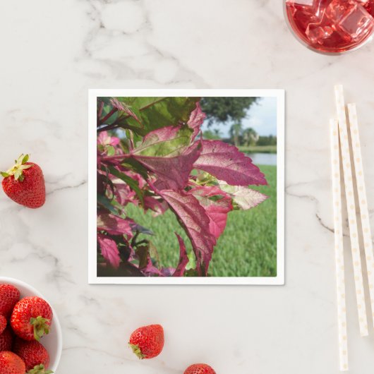 Serviette En Papier Plante Hibiscus "Fire and Ice" (En situation)