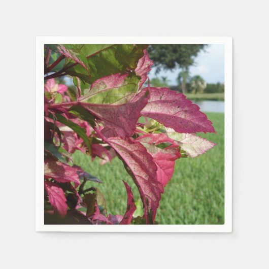 Serviette En Papier Plante Hibiscus "Fire and Ice" (Devant)