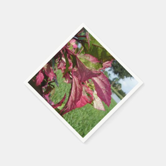 Serviette En Papier Plante Hibiscus "Fire and Ice" (Coin)