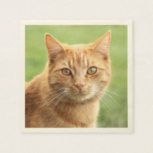 Serviette En Papier Portrait de chat orange mignon